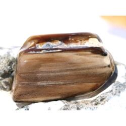 Versteinertes Holz XXL Trommelstein - Sonderqualität - ca. 4,1 cm x 2,8 cm x 1,3 cm (Fairer Handel / GKS)