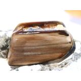 Versteinertes Holz XXL Trommelstein - Sonderqualit&auml;t...