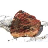 Versteinertes Holz Trommelstein - Sonderqualit&auml;t -...