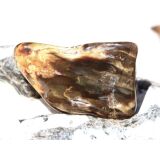 Versteinertes Holz XXL Trommelstein - Sonderqualit&auml;t - ca. 4,5 cm x 2,8 cm x 1,4 cm (Fairer Handel / GKS)