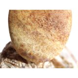 Versteinerte Koralle XXL Schmuckstein Cabochon /...