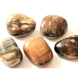 Versteinertes Holz XL Trommelsteine / Handschmeichler - Sonderquaität - ca. 3 - 3,5 cm / ca. 25 - 30 g/St