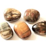 Versteinertes Holz XL Trommelsteine / Handschmeichler -...