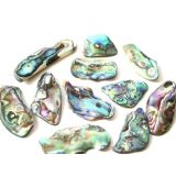Paua-Muschel (Abalone) - ca. 3 - 3,4 cm