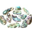 Paua-Muschel (Abalone) - ca. 3 - 3,4 cm