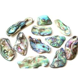 Paua-Muschel (Abalone) XL - ca. 3,5 - 3,9 cm