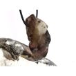 Rauchquarz dunkel + hell "Skelettquarz / Elestial" XXXL Natur-Kristalle - Rarität - Sonderqualität - ca. 5,1 cm x 2,6 cm x 2,4 cm