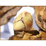 Pyrophyllit XXL Trommelstein / Handschmeichler - Sonderqualit&auml;t - ca. 3,7 cm x 3,6 cm x 2,2 cm (GKS)