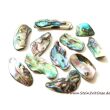 Paua-Muschel (Abalone) - ca. 2 - 2,5 cm / 20 g