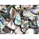 Paua-Muschel (Abalone) - ca. 1 - 1,5 cm / 30 g