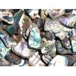 Paua-Muschel (Abalone) - ca. 1 - 1,5 cm / 30 g