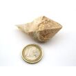 Bergkristall "Zepterquarz / Szepterquarz" Natur-Kristall - Rarität - ca. 4,5 cm x 3,1 cm x 2,3 cm