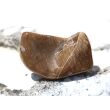 Versteinertes Holz Trommelstein - Sonderqualit&auml;t - ca. 3,7 cm x 2 cm x 1,7 cm (Fairer Handel / GKS)