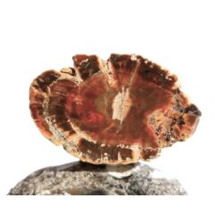 Versteinertes Holz Ast-Querschnitt / Scheibenstein - Sonderqualität - ca. 3,8 cm x 2,4 cm x 0,7 cm