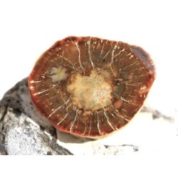 Versteinertes Holz Ast-Querschnitt / Scheibenstein - Sonderqualität - ca. 4 cm x 3,3 cm x 0,8 cm