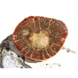 Versteinertes Holz Ast-Querschnitt / Scheibenstein -...