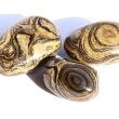 Stromatolith Trommelsteine - Sonderqualität - ca. 3,3 cm / ca. 19g/St (GKS)