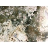 Ozeanachat XXXL Rohstein mit Anschliff (Ozeanchalcedon / Ozeanjaspis) - ca. 5,4 cm x 4,9 cm x 1,5 cm