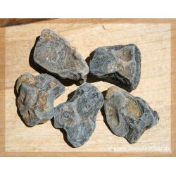 Stromatolith Wassersteine-Sonderqualität / Rohsteine extra angetrommelt - ca. 100 g (GKS)